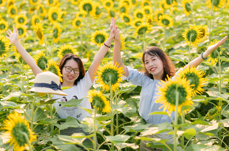 Thiếu nữ Hà Nội khoe lưng trần, eo thon ở cánh đồng hoa hướng dương