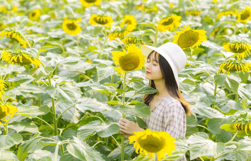 Thiếu nữ Hà Nội khoe lưng trần, eo thon ở cánh đồng hoa hướng dương