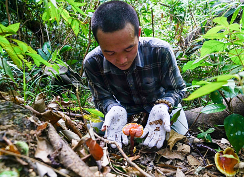 Săn nấm lim xanh giá vài triệu đồng một kg