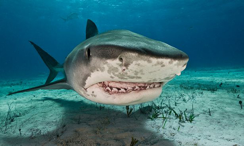 Cá mập tấn công khiến một người tử vong ở Hawaii