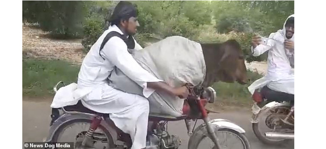 Video: Cười ngất với thanh niên chở bò vi vu hóng gió bằng xe máy