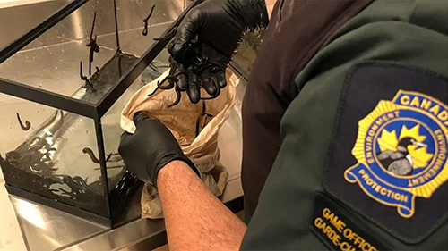 Người đàn ông Canada mang lậu hơn 4.700 con đỉa lên máy bay