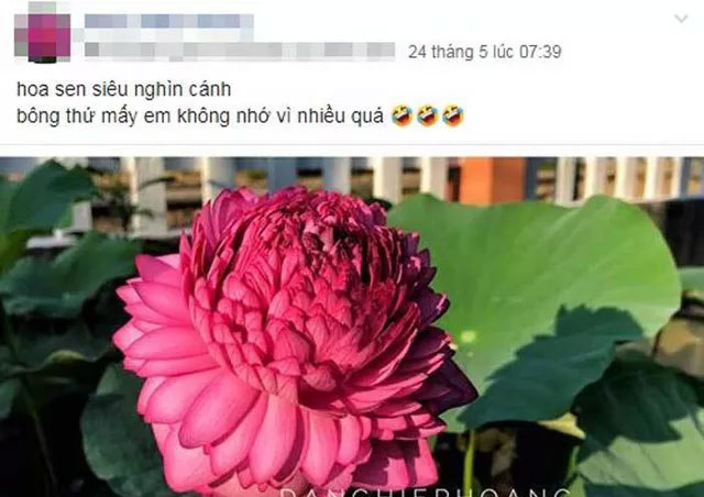 Xôn xao bông sen 1.000 cánh: Dân chơi phát sốt, lùng khắp Việt Nam