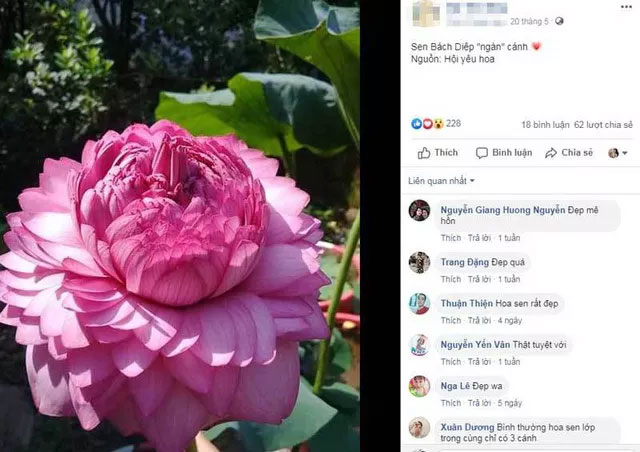 Xôn xao bông sen 1.000 cánh: Dân chơi phát sốt, lùng khắp Việt Nam