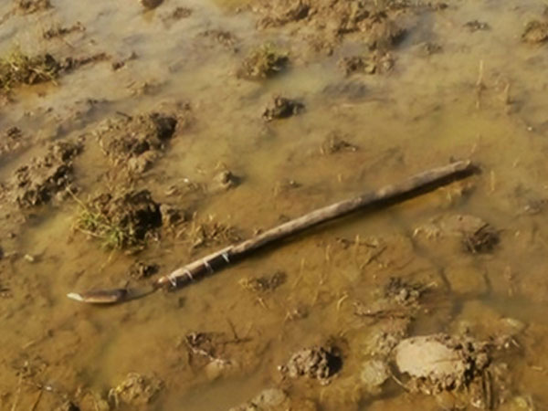 Hai chú cháu đâm nhau tử vong vì tranh chấp đất