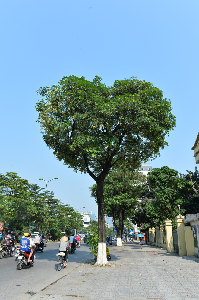 Bức ảnh cây hoa sữa hình trái tim trên phố Hà Nội khiến dân mạng thích thú, nhấn like rần rần