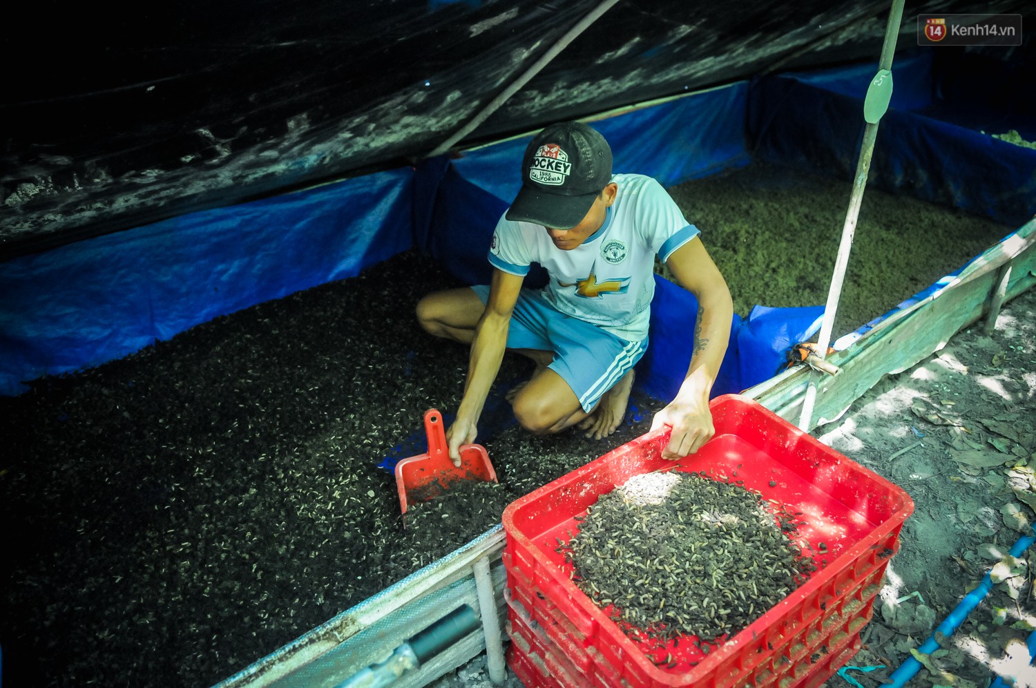 Chàng kỹ sư Sài Gòn bỏ việc về quê nuôi ruồi, doanh thu 80 triệu đồng/tháng: Từng bị gia đình phản đối, bạn bè cười nhạo