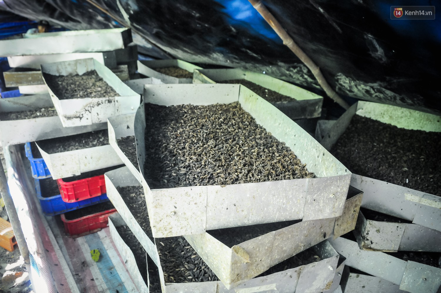 Chàng kỹ sư Sài Gòn bỏ việc về quê nuôi ruồi, doanh thu 80 triệu đồng/tháng: Từng bị gia đình phản đối, bạn bè cười nhạo