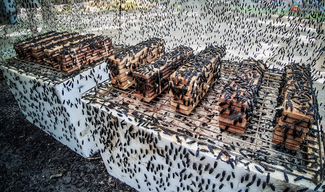 Chàng kỹ sư Sài Gòn bỏ việc về quê nuôi ruồi, doanh thu 80 triệu đồng/tháng: Từng bị gia đình phản đối, bạn bè cười nhạo