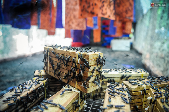 Chàng kỹ sư Sài Gòn bỏ việc về quê nuôi ruồi, doanh thu 80 triệu đồng/tháng: Từng bị gia đình phản đối, bạn bè cười nhạo