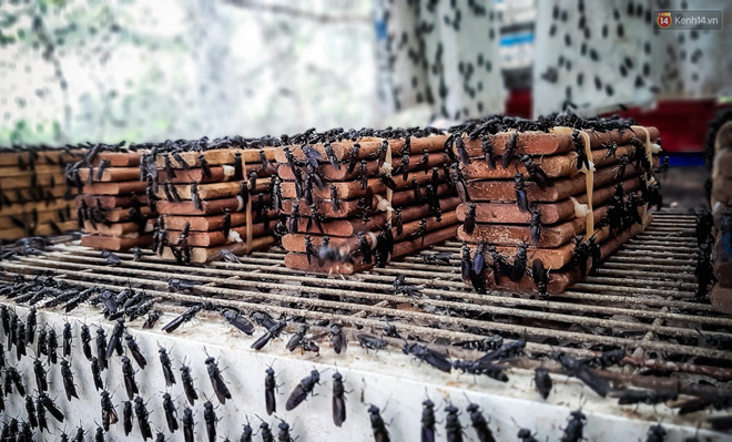 Chàng kỹ sư Sài Gòn bỏ việc về quê nuôi ruồi, doanh thu 80 triệu đồng/tháng: Từng bị gia đình phản đối, bạn bè cười nhạo