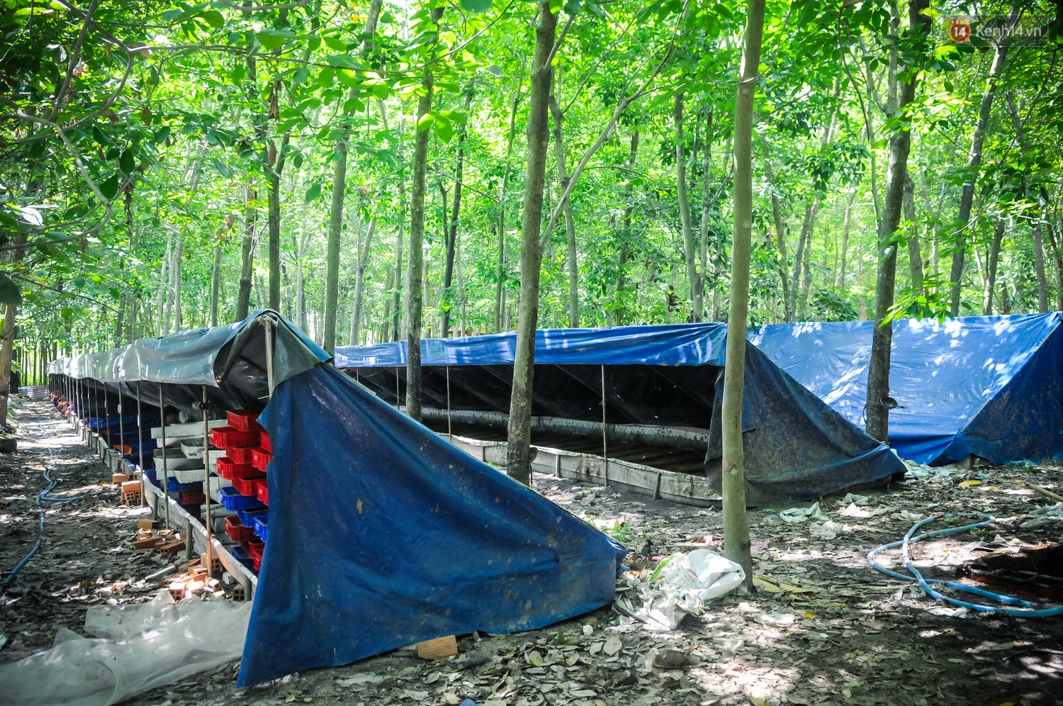 Chàng kỹ sư Sài Gòn bỏ việc về quê nuôi ruồi, doanh thu 80 triệu đồng/tháng: Từng bị gia đình phản đối, bạn bè cười nhạo