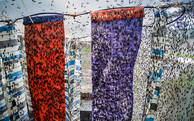 Chàng kỹ sư Sài Gòn bỏ việc về quê nuôi ruồi, doanh thu 80 triệu đồng/tháng: Từng bị gia đình phản đối, bạn bè cười nhạo