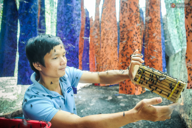 Chàng kỹ sư Sài Gòn bỏ việc về quê nuôi ruồi, doanh thu 80 triệu đồng/tháng: Từng bị gia đình phản đối, bạn bè cười nhạo