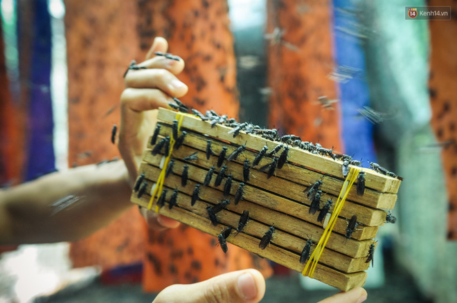 Chàng kỹ sư Sài Gòn bỏ việc về quê nuôi ruồi, doanh thu 80 triệu đồng/tháng: Từng bị gia đình phản đối, bạn bè cười nhạo