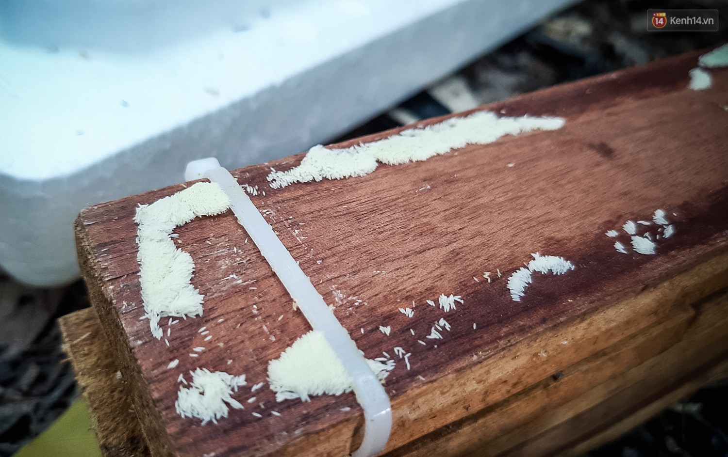 Chàng kỹ sư Sài Gòn bỏ việc về quê nuôi ruồi, doanh thu 80 triệu đồng/tháng: Từng bị gia đình phản đối, bạn bè cười nhạo