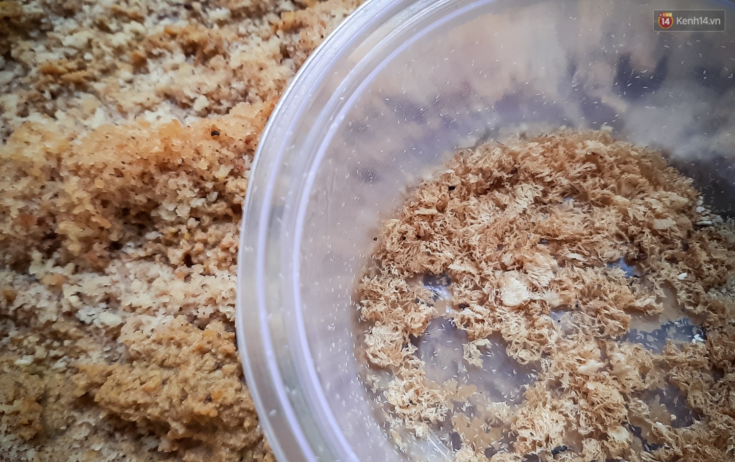 Chàng kỹ sư Sài Gòn bỏ việc về quê nuôi ruồi, doanh thu 80 triệu đồng/tháng: Từng bị gia đình phản đối, bạn bè cười nhạo