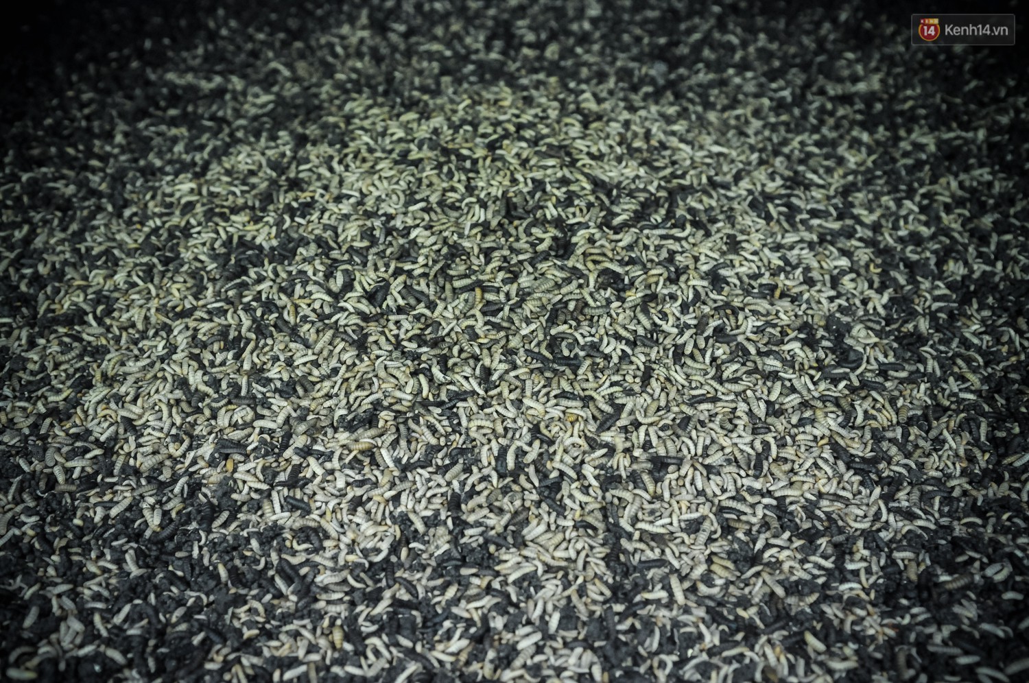 Chàng kỹ sư Sài Gòn bỏ việc về quê nuôi ruồi, doanh thu 80 triệu đồng/tháng: Từng bị gia đình phản đối, bạn bè cười nhạo