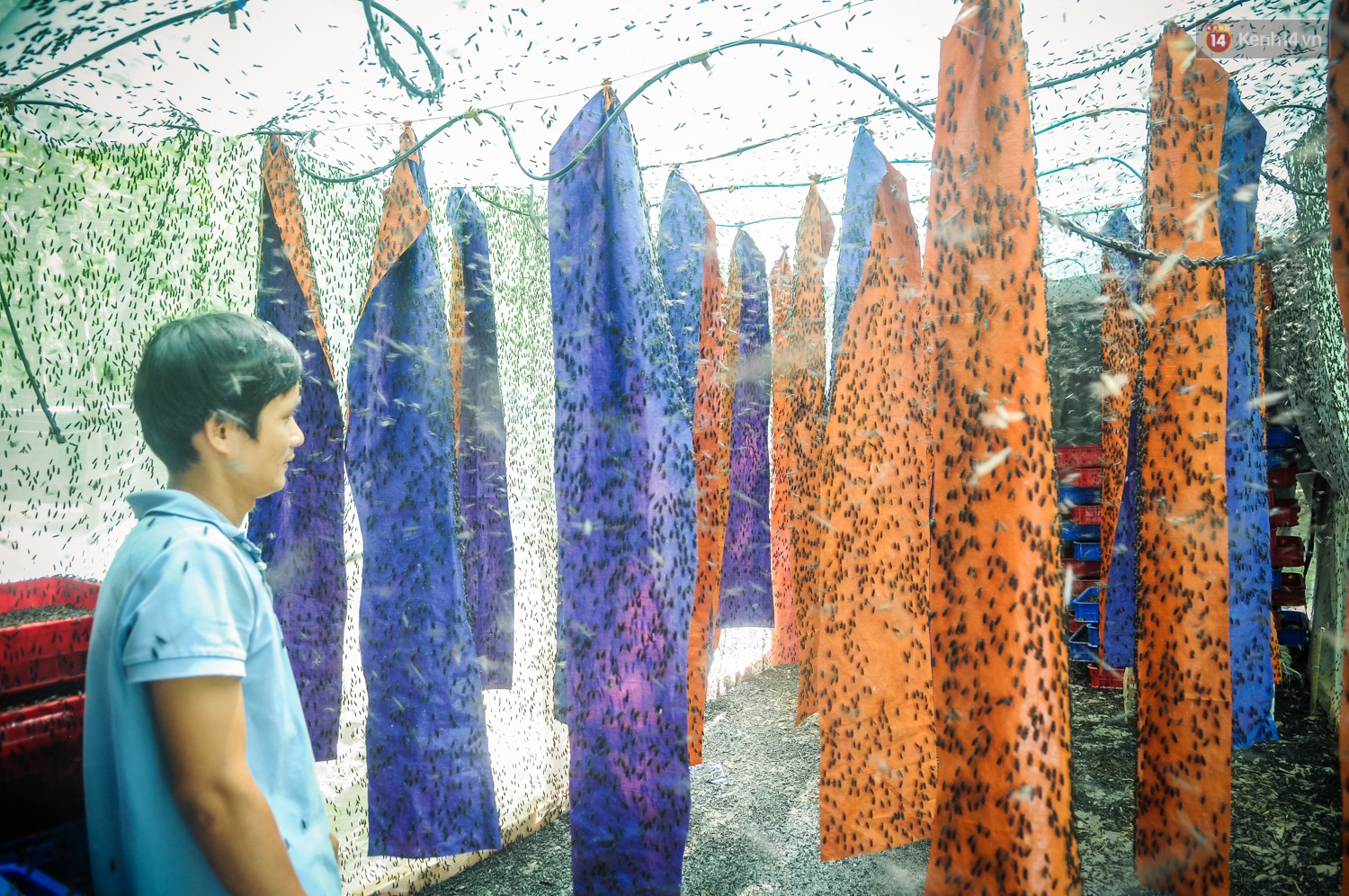 Chàng kỹ sư Sài Gòn bỏ việc về quê nuôi ruồi, doanh thu 80 triệu đồng/tháng: Từng bị gia đình phản đối, bạn bè cười nhạo