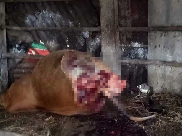 Phẫn nộ kẻ gian xẻ thịt 2 đùi bò mẹ đang mang thai rồi trộm đi