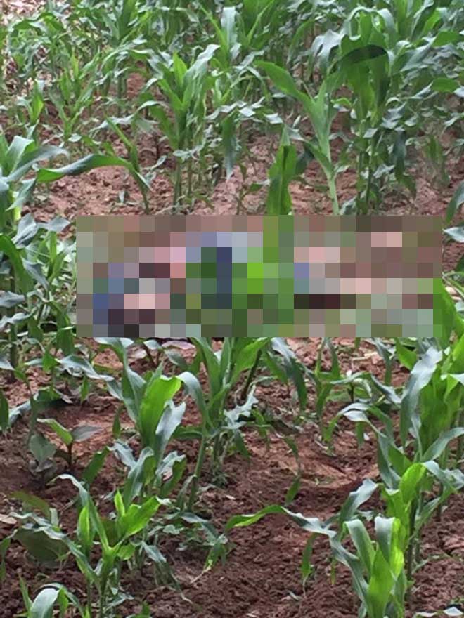 Lộ diện nghi can chém chết đối thủ trong cuộc hỗn chiến ở ruộng ngô