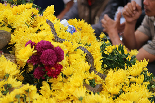 Quảng Bình kết luận rắn thần trên mộ gây xôn xao là rắn thường