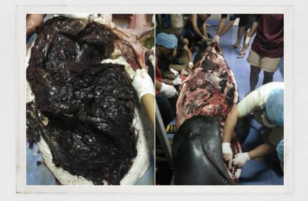 Bên trong chú cá voi ở Thái Lan là 80 túi nylon. Ảnh: Internet.