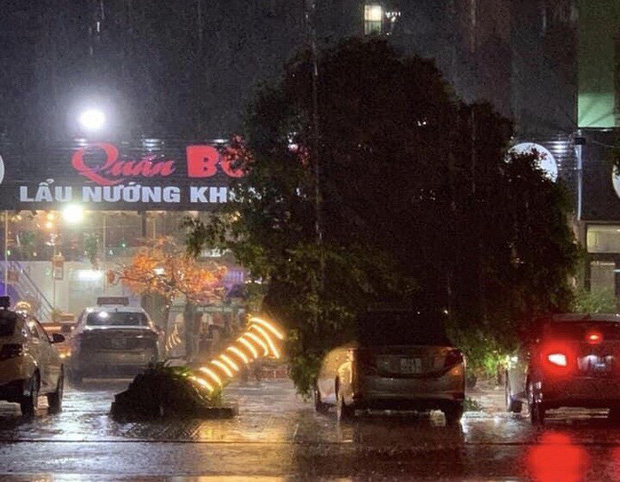 Cây xanh trên phố ở Móng Cái bị bật gốc