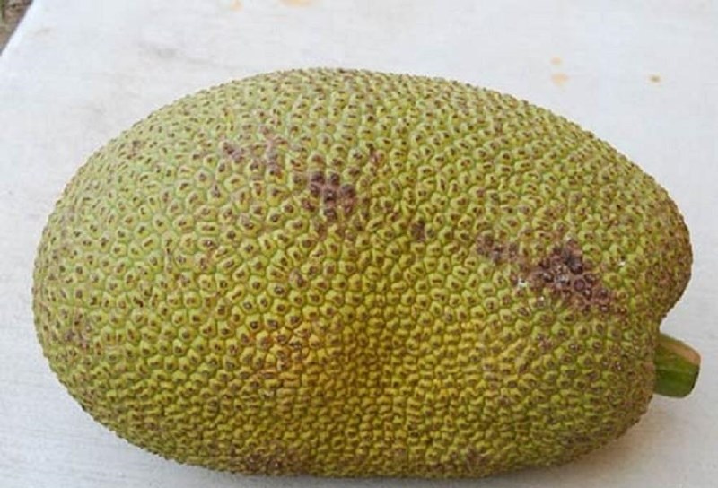 Lãnh hai năm sáu tháng tù vì trộm mít. Ảnh minh họa