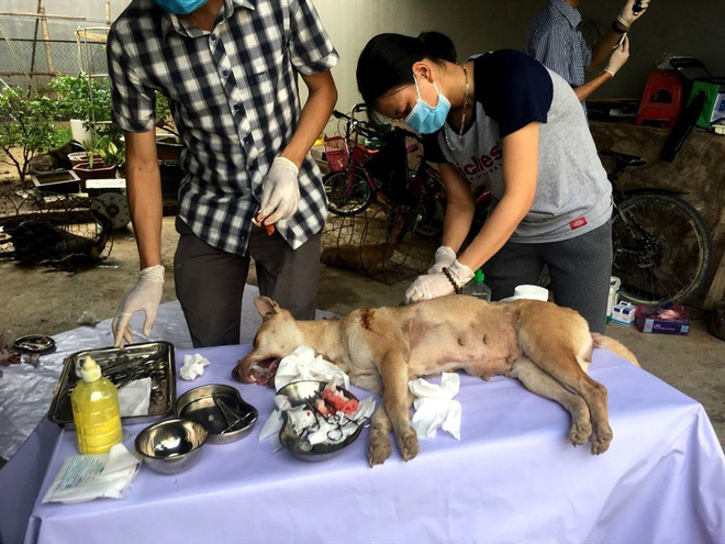 Chú chó bị thương nặng đang được chữa trị.