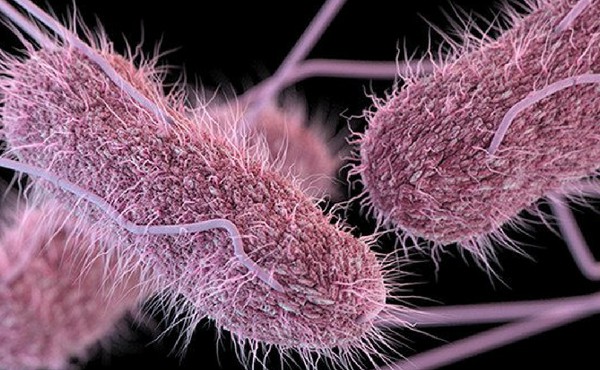 Thủ phạm gây ra bệnh thương hàn chính là vi khuẩn salmonella.