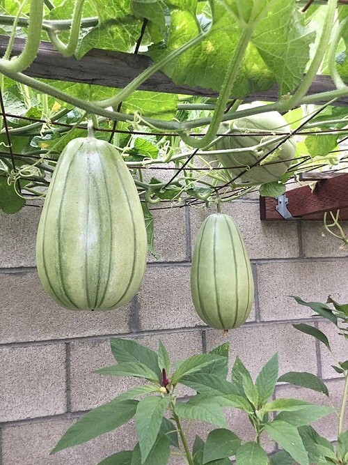 Khi nhận được lời khen của mọi người, Hương Lan tỏ ra thích thú. Cô chia sẻ rằng mình chẳng đóng góp quá nhiều cho khu vườn này mà chỉ có thể phụ giúp ông xã việc tưới cây, hái quả khi cần nấu ăn.