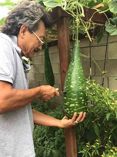 Những lúc Hương Lan bận đi lưu diễn, ông xã là người thay cô chăm sóc vườn tược. Ngoài rau ăn hàng ngày, cô còn trồng thêm các loại rau thơm như tía tô, húng quế, rau dăm, húng lủi, ớt...