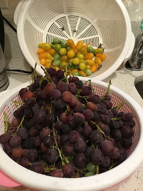 Dù trồng tại nơi có khí hậu và thổ nhưỡng khác biệt, cây trái trong vườn vẫn rất tươi tốt. Những lúc thu hoạch, cô giữ lại trong nhà dùng dần, còn lại mang sang biếu tặng hàng xóm, bạn bè.