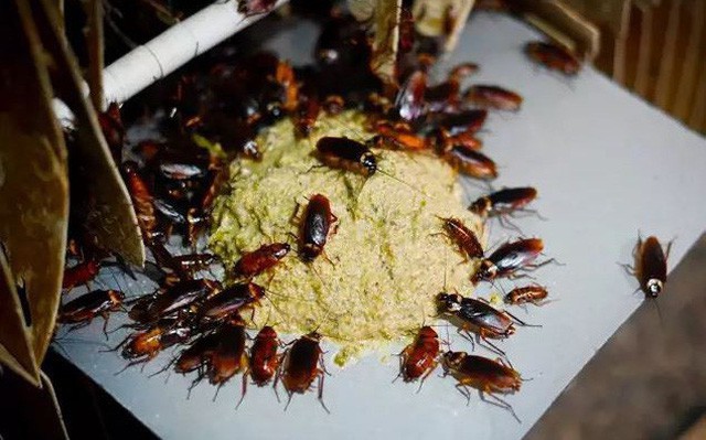 Ngay cả khi gián không cắn bạn, chúng vẫn có thể gây hại cho bạn.