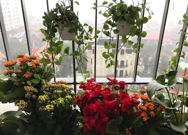 Người đẹp trồng nhiều loại hoa rực rỡ cả ban công.