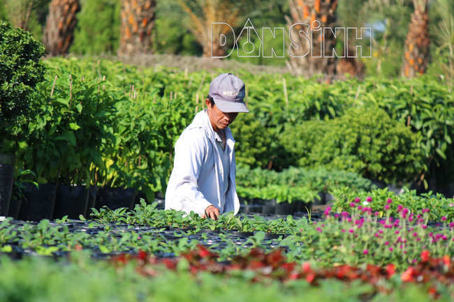 Làng hoa Sa Đéc khởi nguyên là Làng hoa Tân Quy Đông, một làng nghề truyền thống hơn trăm năm tuổi, nằm bên bờ sông Tiền quanh năm lộng gió, màu mỡ phù sa, ngập tràn ánh nắng và được mệnh danh là xứ sở của các loài hoa kiểng.