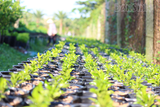 Để bắt đầu cho mùa vụ hoa Tết, các chậu hoa đã được trồng từ thời điểm cách đây vài tháng.
