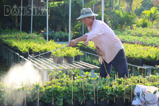 Người trồng hoa ở đây cho biết, làm công việc chăm sóc hoa là công việc cần có sự tỉ mỉ và khéo tay. Để có được một chậu hoa đẹp thì phải chăm sóc nó như 