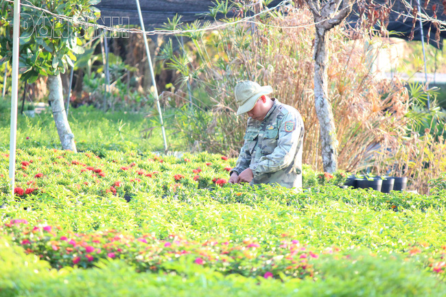 Chú Hùng (người dân trồng hoa lâu năm) ở đây cho biết: Trồng hoa ngoài việc kiếm thêm thu nhập thì phải có đam mê mới làm được, mỗi người trồng hoa có thể xem là một nghệ sĩ.