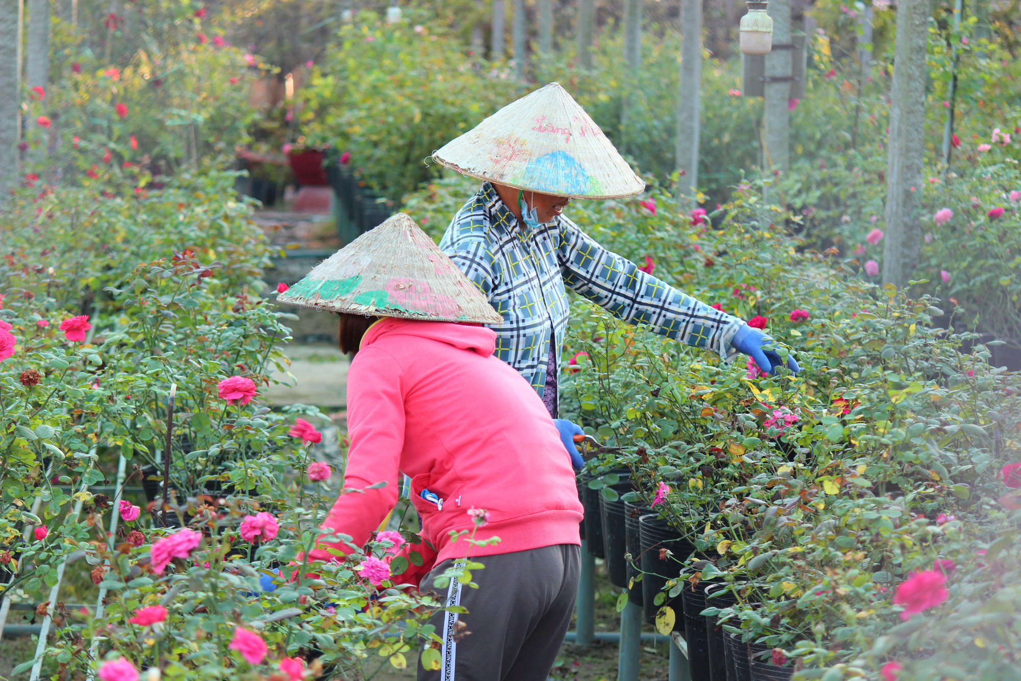 Nghề trồng hoa, chăm hòa vừa đòi hỏi sức khỏe, sự khéo léo, chịu khó...