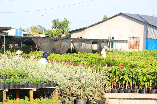 Với bề dày truyền thống lâu đời cùng những đóng góp chủ lực cho ngành nông nghiệp, Làng hoa Sa Đéc đã trở thành một thương hiệu, điểm tham quan khá lý tưởng cho khách du lịch. Không chỉ vào mùa Tết mà gần như suốt quanh năm, hoa cảnh nơi đây được vận chuyển đi khắp các vùng lân cận.