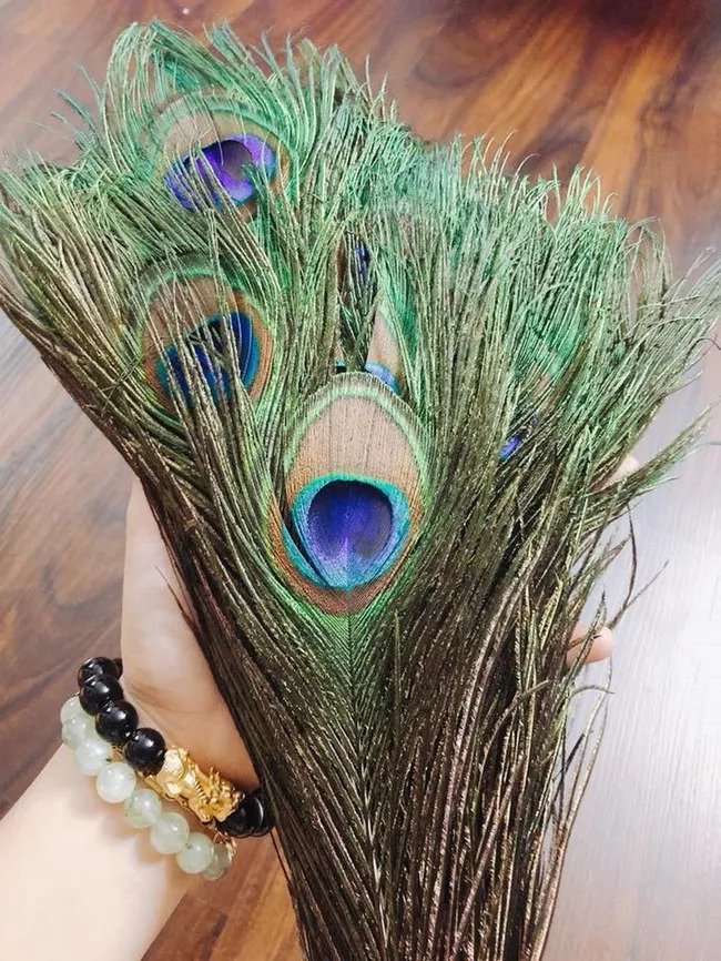 Lông công đang là mặt hàng được săn đón rất nhiều dịp Tết nguyên đán năm nay.