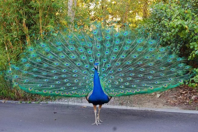 Ngoại hình hết sức bắt mắt của Khổng tước (chim công).