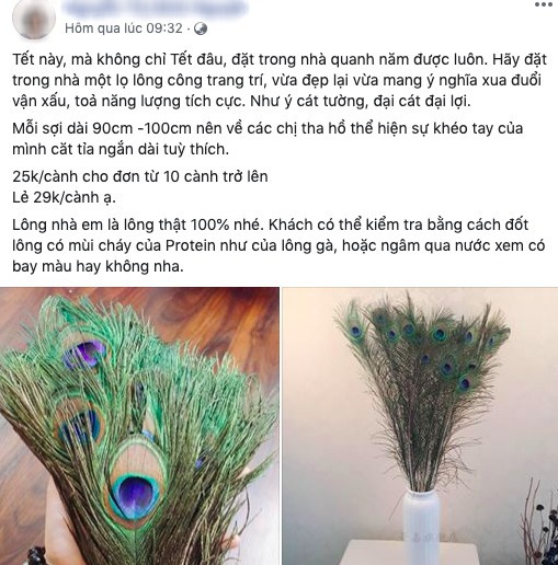 Dạo 1 vòng quanh thị trường mua sắm online, rất nhiều bài đăng tải giới thiệu mặt hàng lông công.