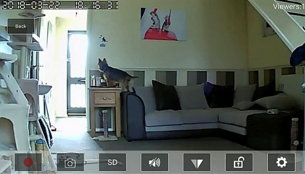 Camera giám sát được Helen dùng để kiểm tra những con chó mèo ở nhà của mình.