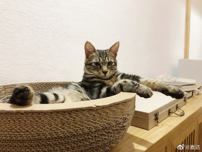 Cuộc sống cùng đám mèo của Hạ Đạt khiến nhiều người ao ước