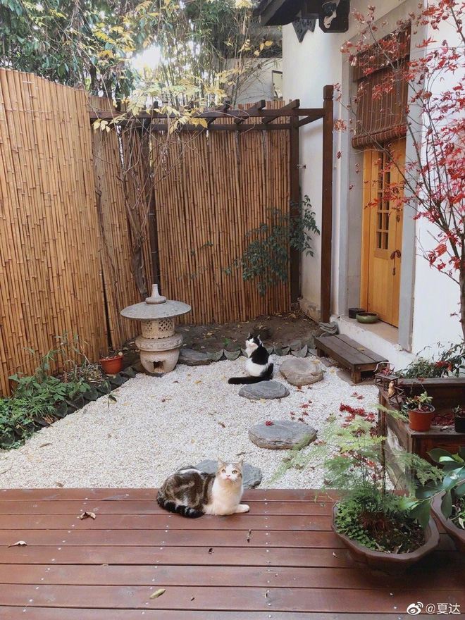 Hiện tại, Hạ Đạt rất ít khi update trang cá nhân, có chăng chỉ là những hình ảnh về căn nhà đẹp như tranh của cô