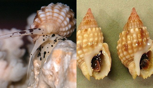 Hình ảnh ốc bùn răng cưa.