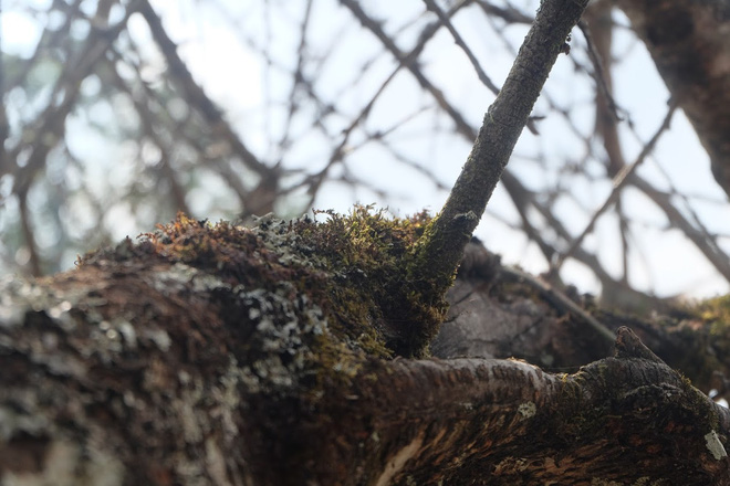Anh Tuấn chia sẻ thêm, đã có nhiều khách hàng hỏi giá cành đào nhưng chưa mua vì còn lăn tăn giá bán, hơn nữa đây đều là những đại gia kỹ tính khi lựa chọn đào rừng.